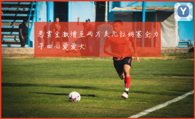 悬赏金激增至两万美元拉姆塞全力寻回心爱爱犬